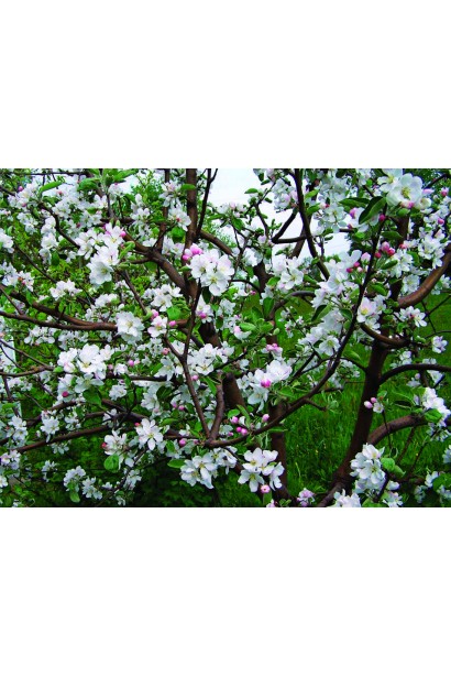 Яблуня Fuji Fubrax цвітіння